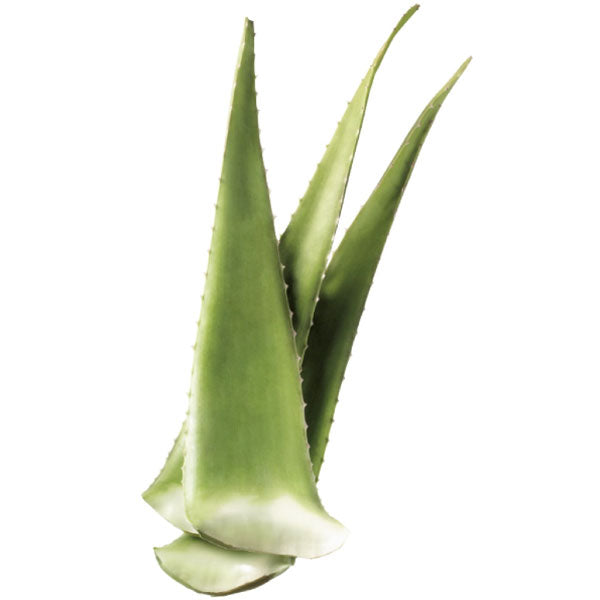 Aloe Vera Leaf - Each - Water Butlers