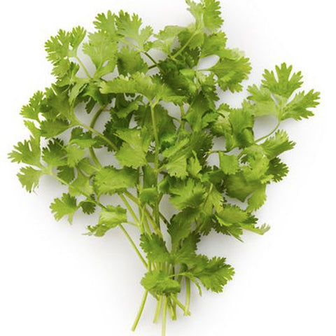 Cilantro Fresh Cut, 0.75 oz - Water Butlers