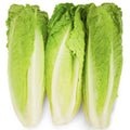 Romaine Lettuce Hearts, Pack of 3 - Water Butlers
