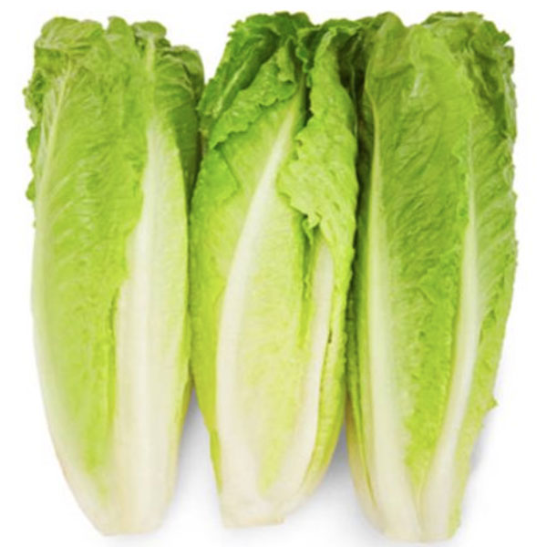 Romaine Lettuce Hearts, Pack of 3 - Water Butlers