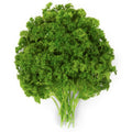 Curly Parsley, bunch