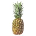 Premium Pineapple - each - Water Butlers